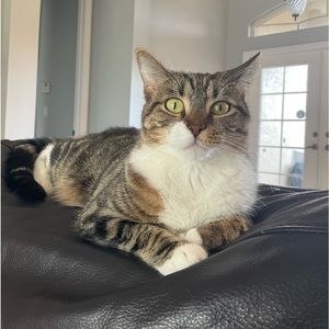 Meet your Posher, Kenadi